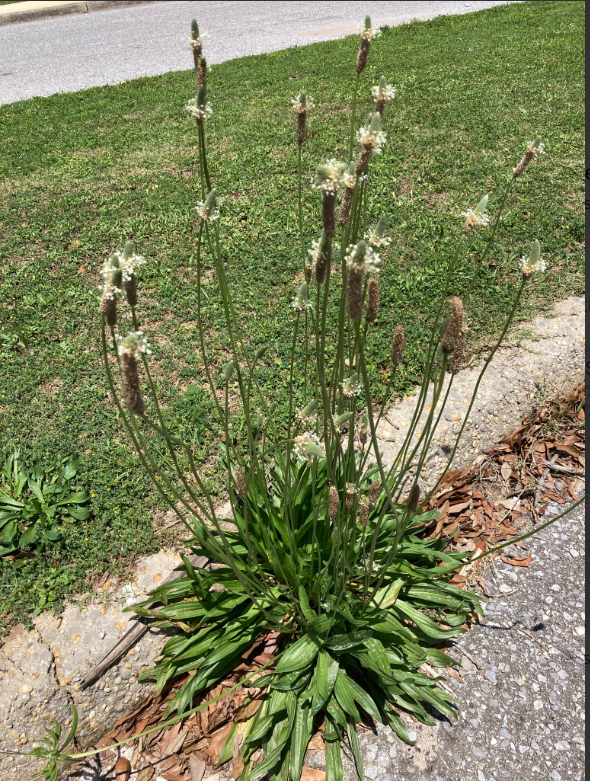 Plantago lanceolata, Image by Josh Teyler
