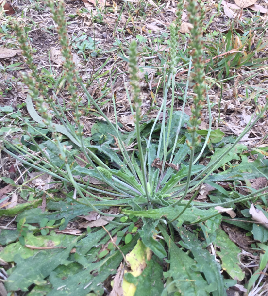 Native plantain, Plantago debilis